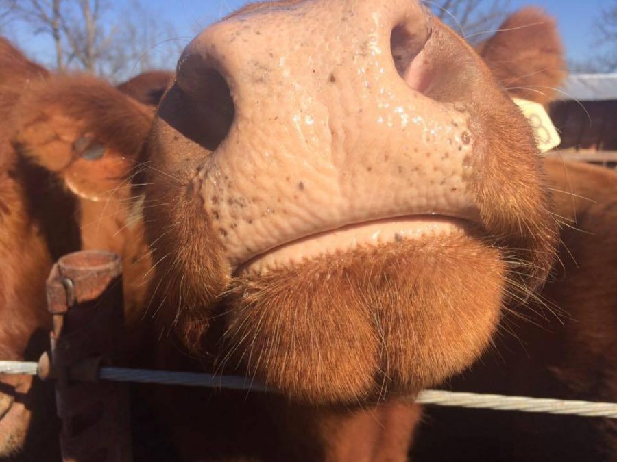 How to Wash a Cow